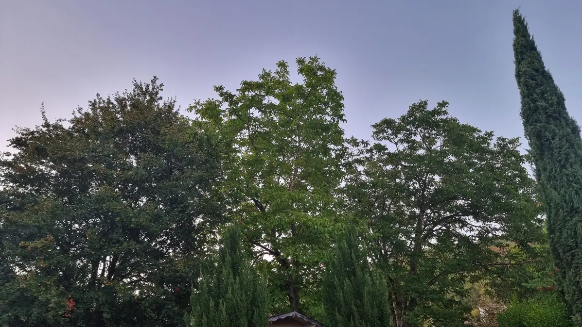 les arbres du jardin au petit matin du 27 juillet 26