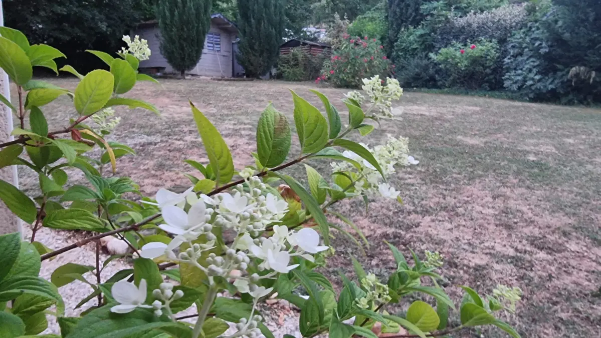 Hydrangea en début de floraison avec des fleurs sèches