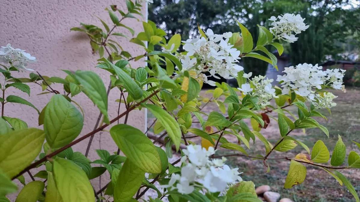 L’hydrangea souffre aussi