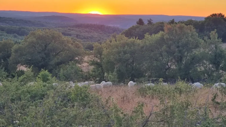 un troupeau au couchant du soleil sur le causse en juillet 2026