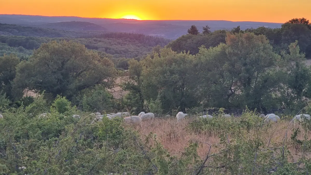 un troupeau au couchant du soleil sur le causse en juillet 2026