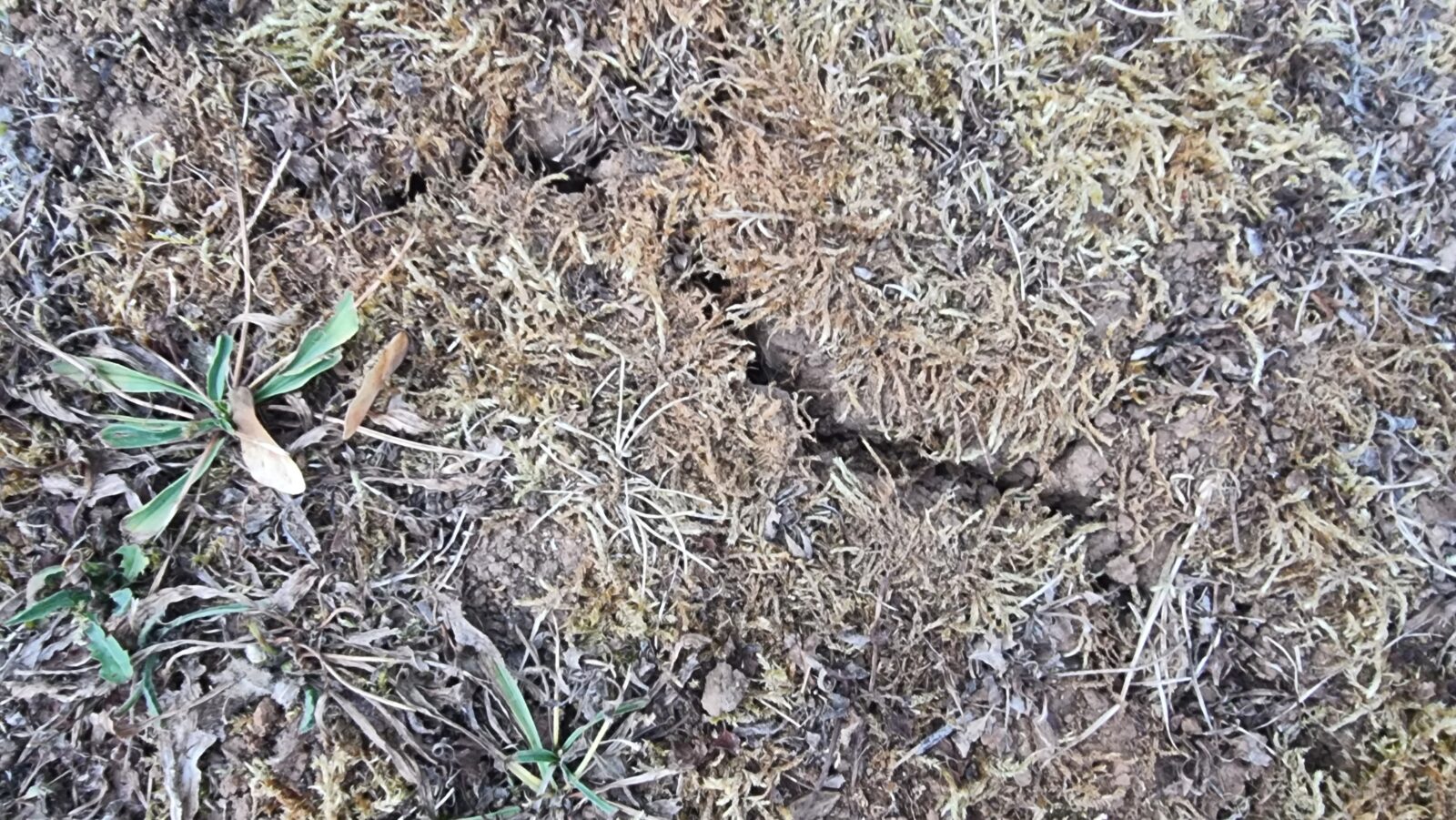Terre fendue par la sécheresse dans le jardin
