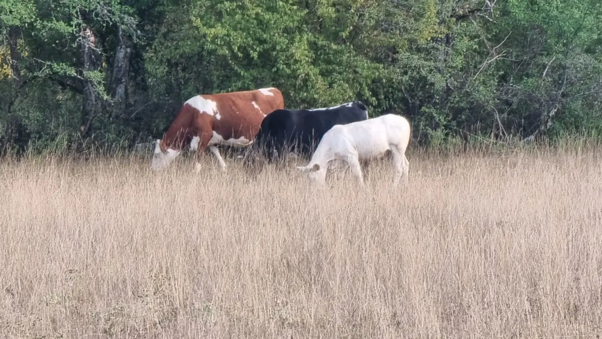 3 vaches dans un pré de la plus grande à la plus petitesur le causse à Saujac