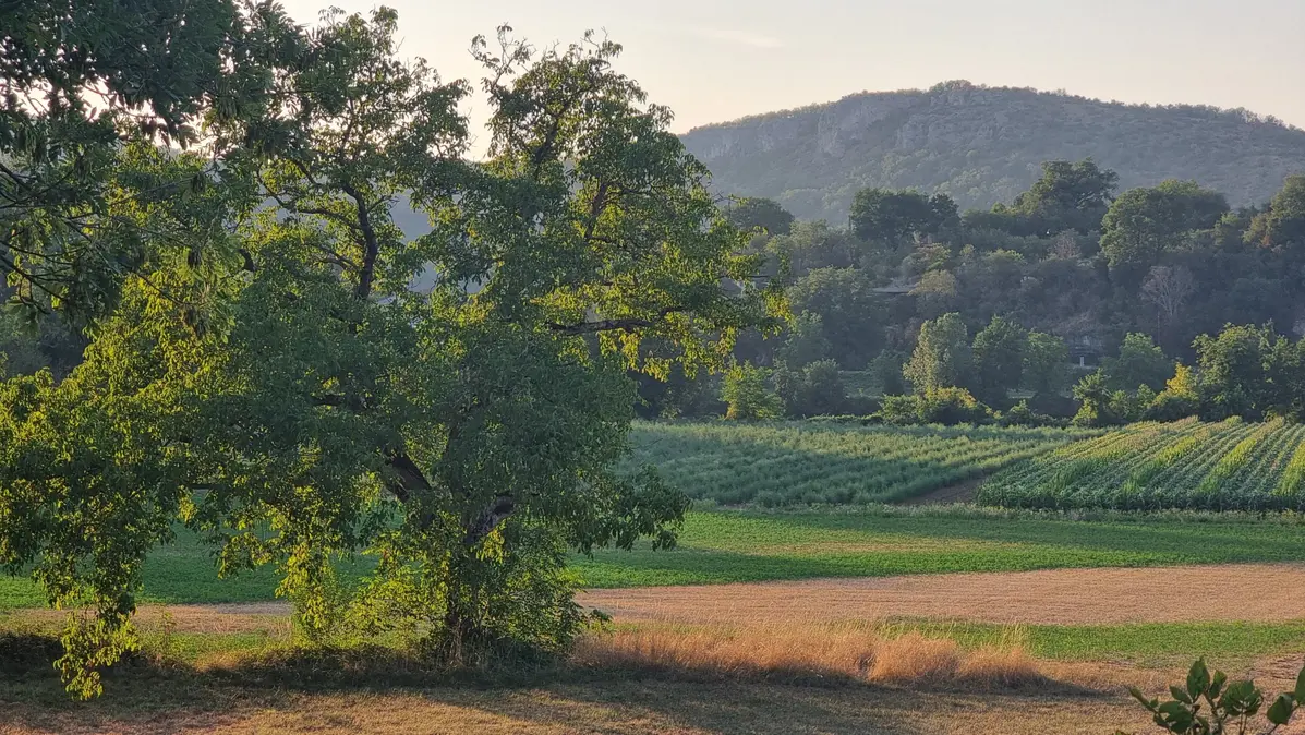 un arbre dans la vallée du Lot