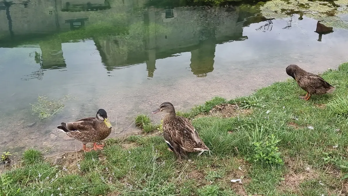 Canards au bord de l'eau d'un petit canal à Villefranche de Rouergue