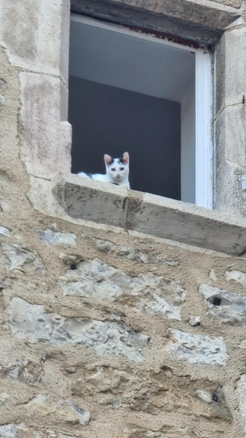 Chat