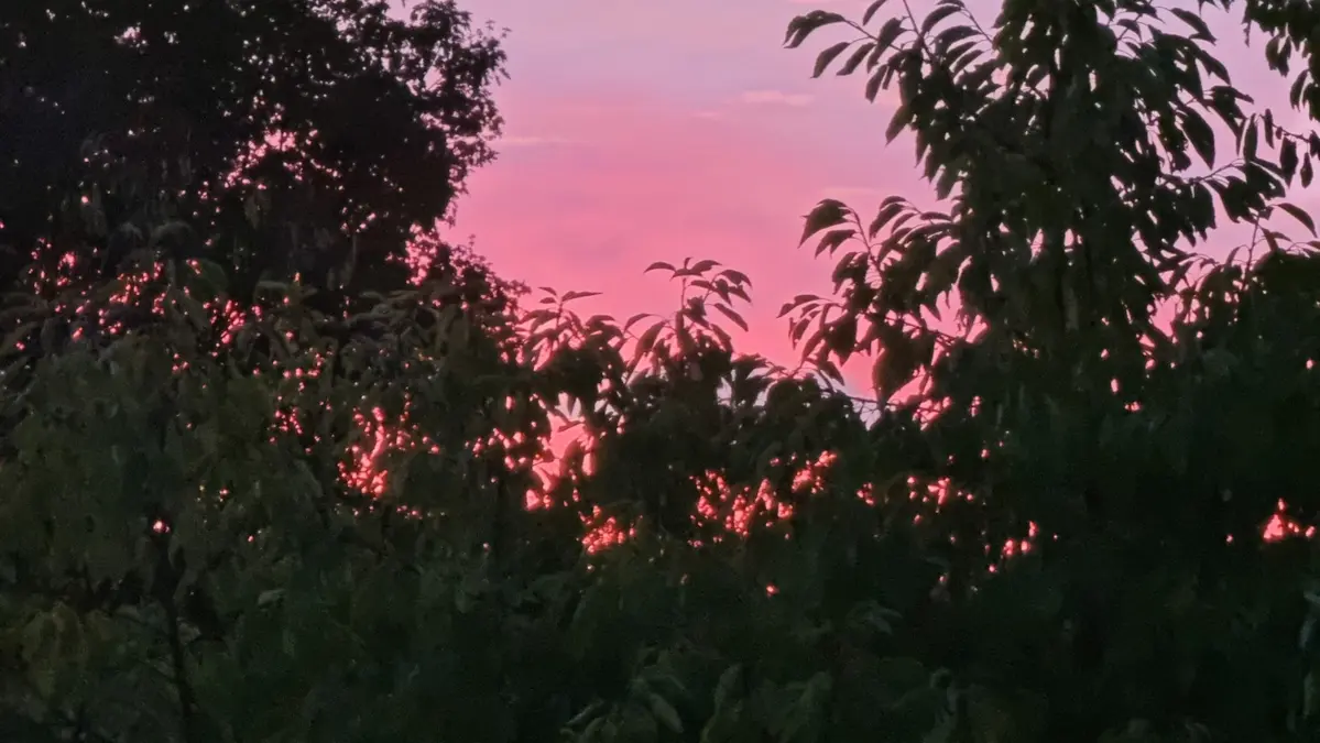 un ciel rouge au coucher du soleil visible derrière les haies