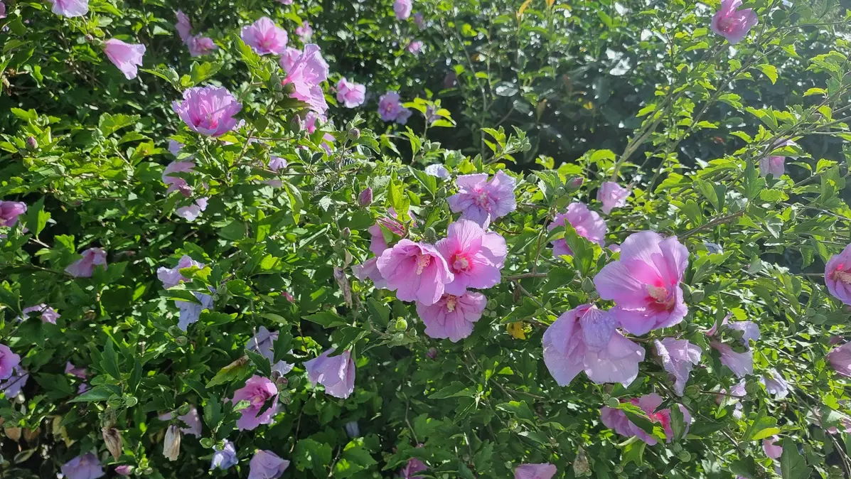 L'hibiscus refleurit au jardin après les fortes chaleurs