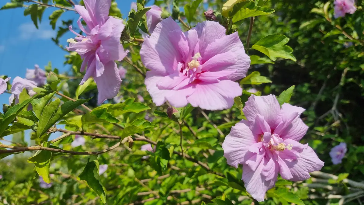 L'hibiscus refleurit après une pluie d'août