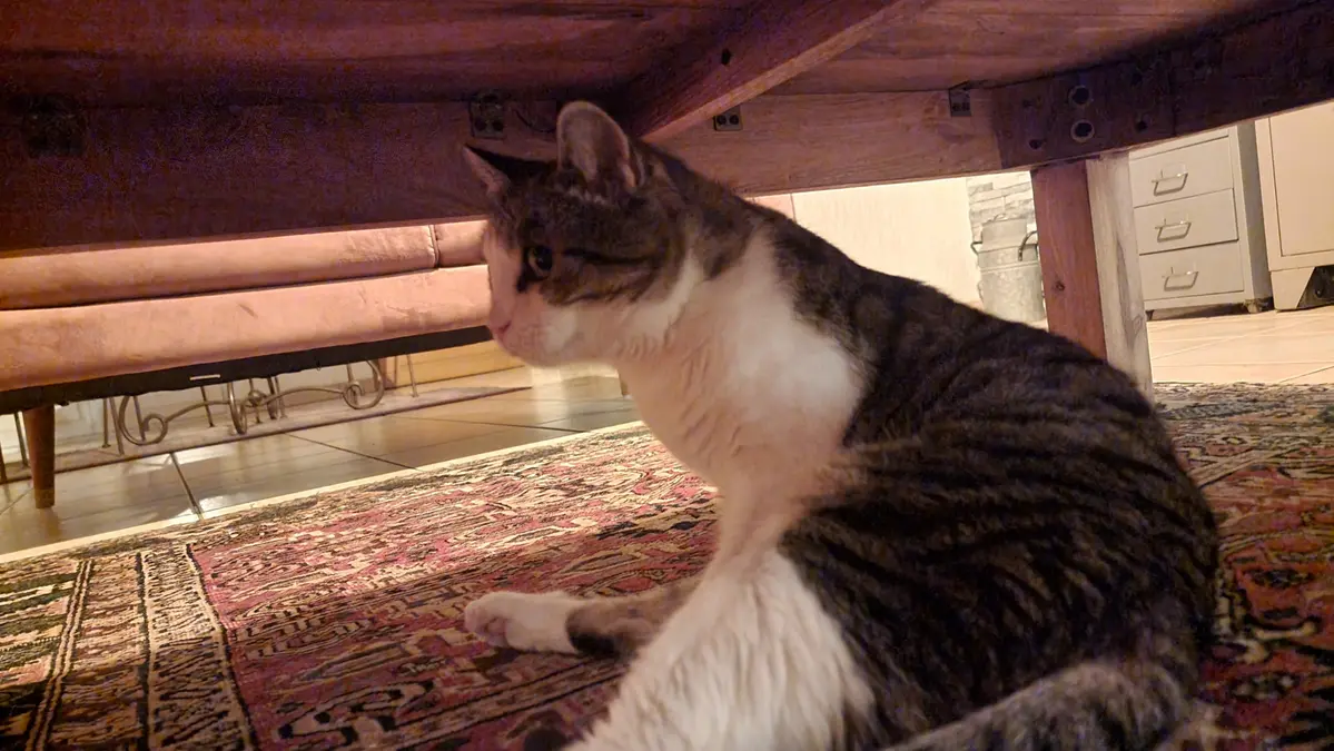 Isis sous la table pendant l'orage