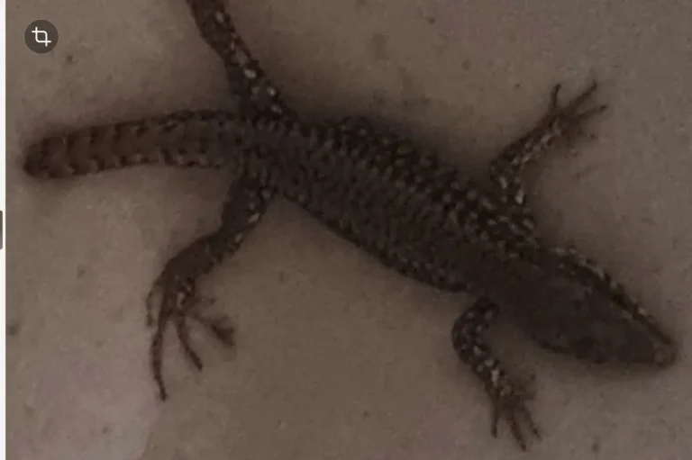 Lézard dans l'évier de la maison
