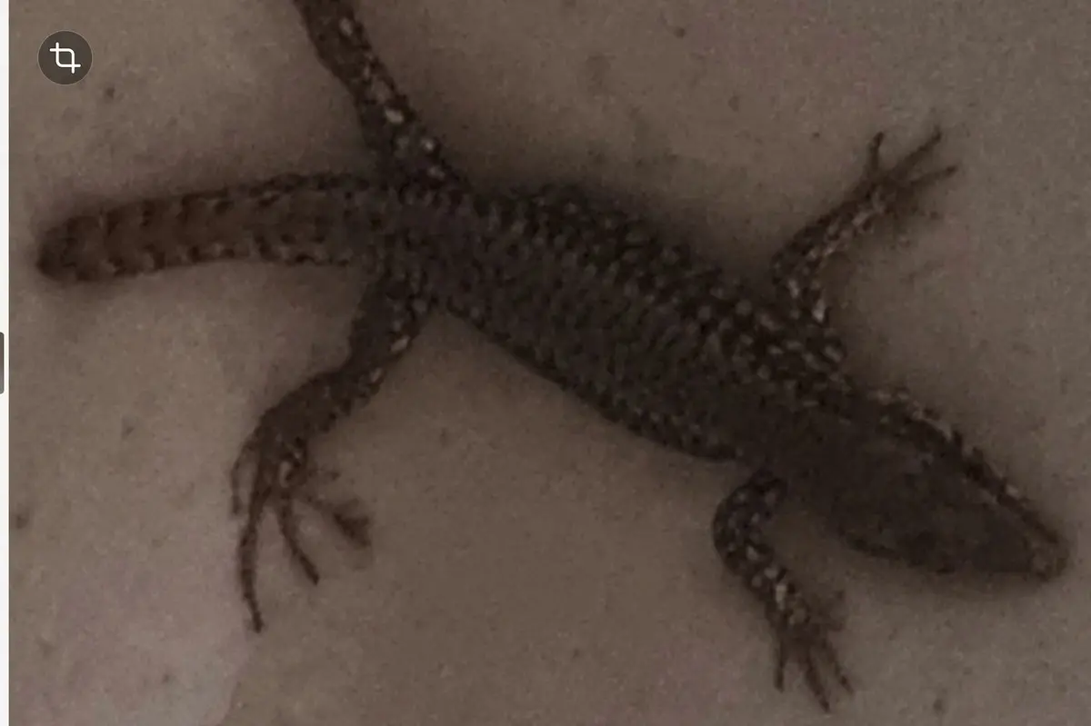 Lézard dans l'évier de la maison
