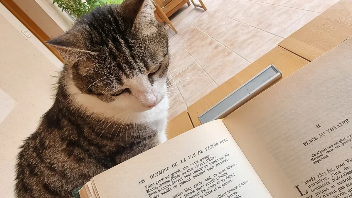 La chatte Isis lit au dessus de moi une page d'Olympio ou la vie de Victor Hugo par André Maurois, on devine un poème