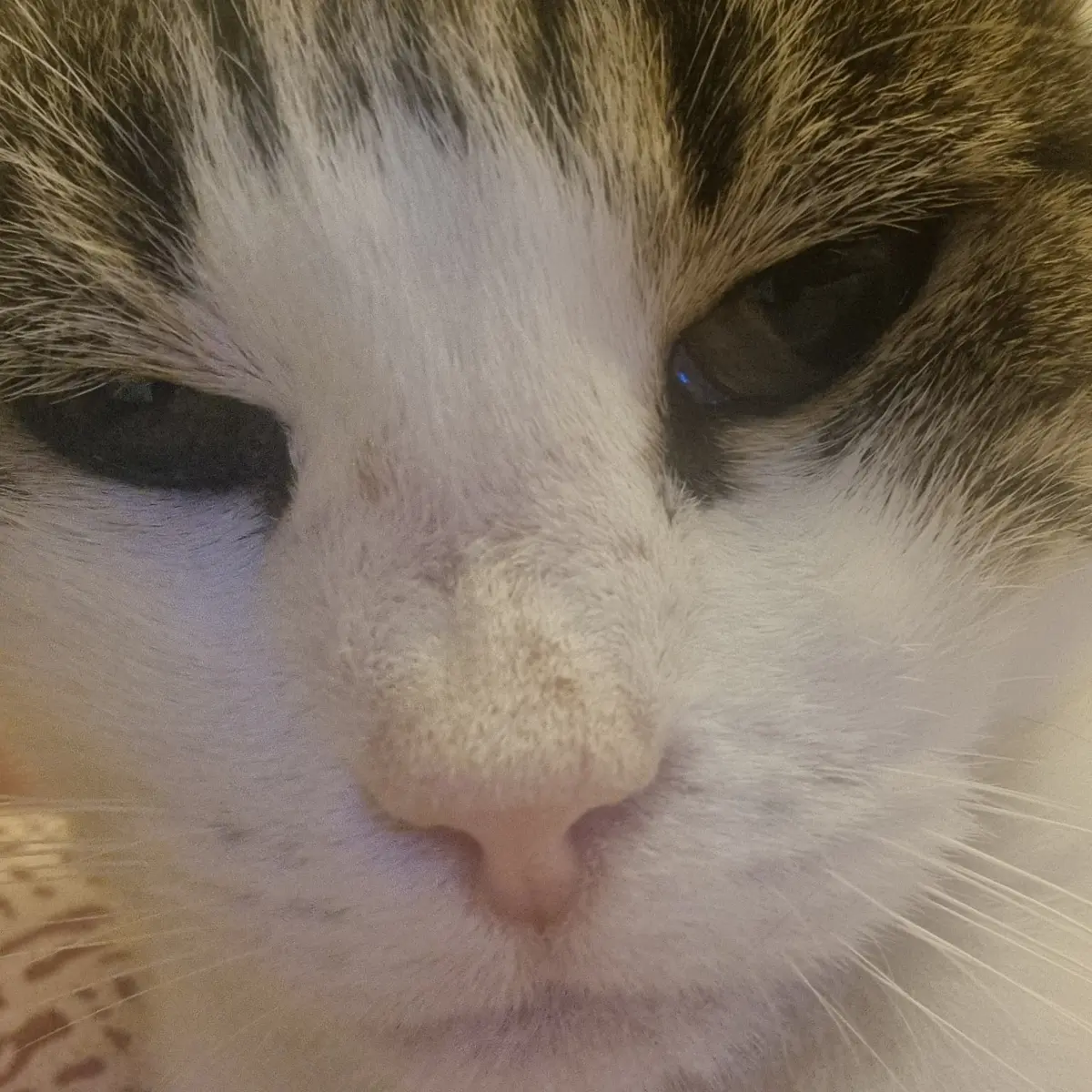 Isis la chatte possessive au matin fixe l'objectif