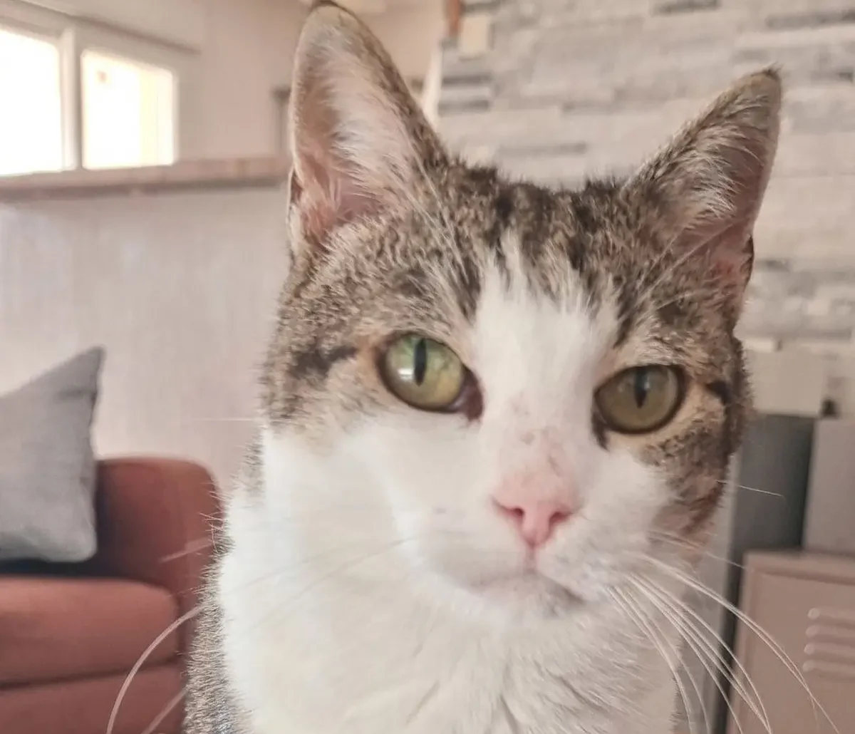 Isis la chatte de la maison fixe son maître avec insistance
