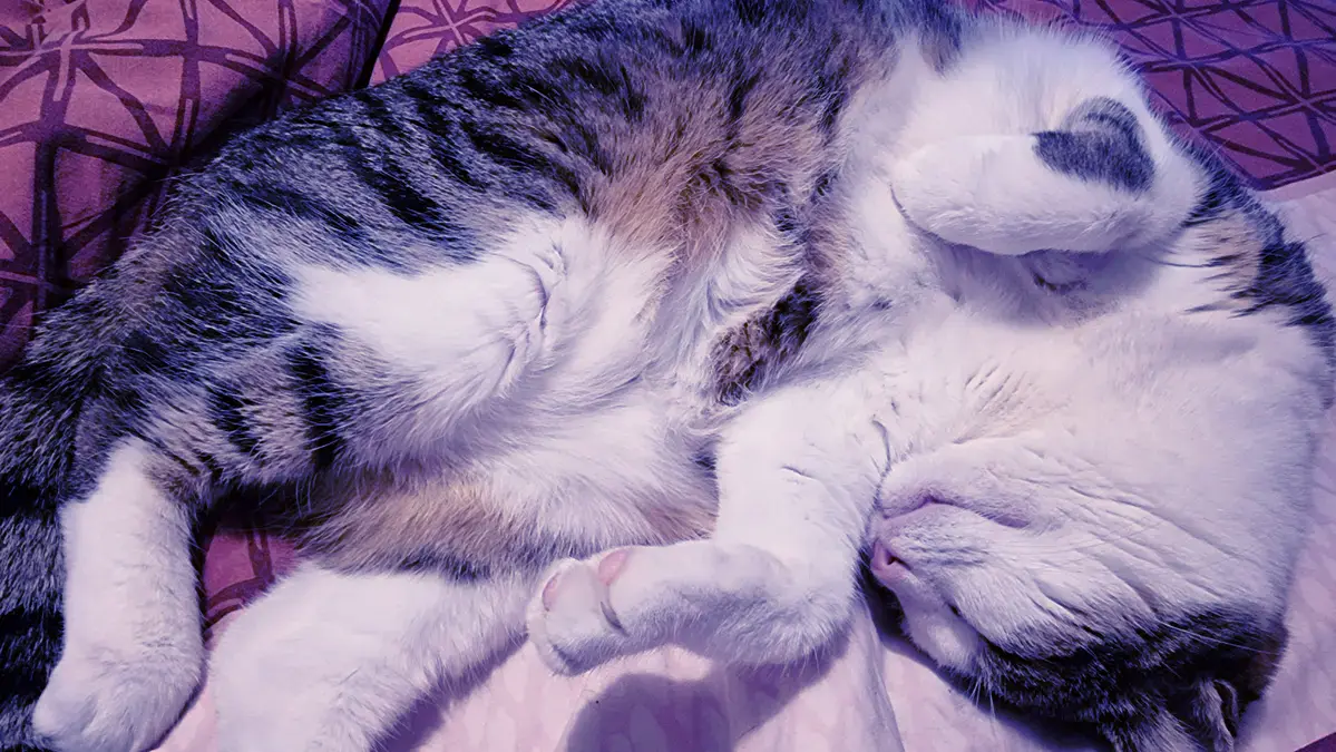 Isis la chatte endormie en mode détendu les pattes en l'air