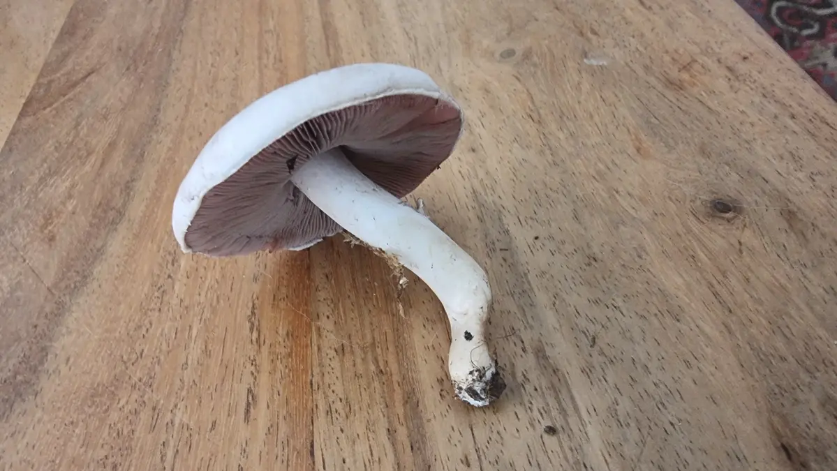 Champignon