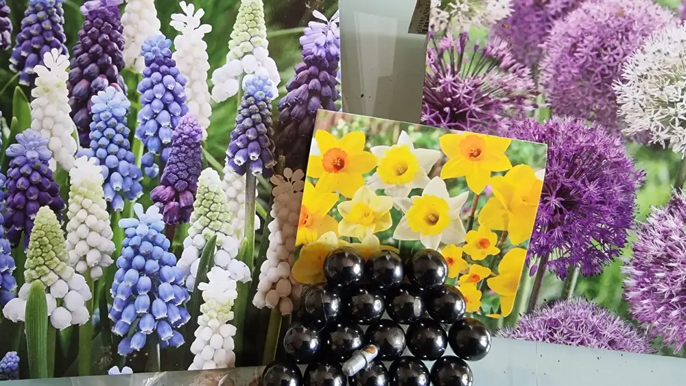 Fleurs muscaris, alliums et narcisses
