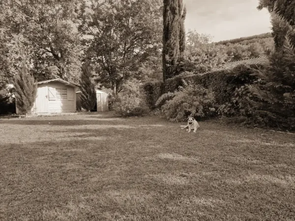 Galou au jardin le 16 septembre 2023