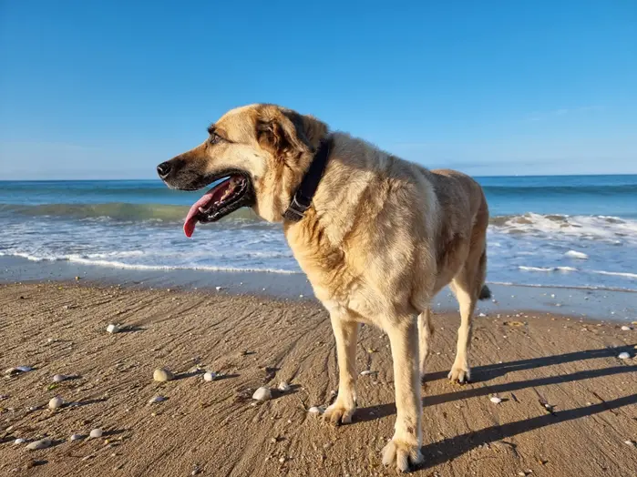 Galouocean