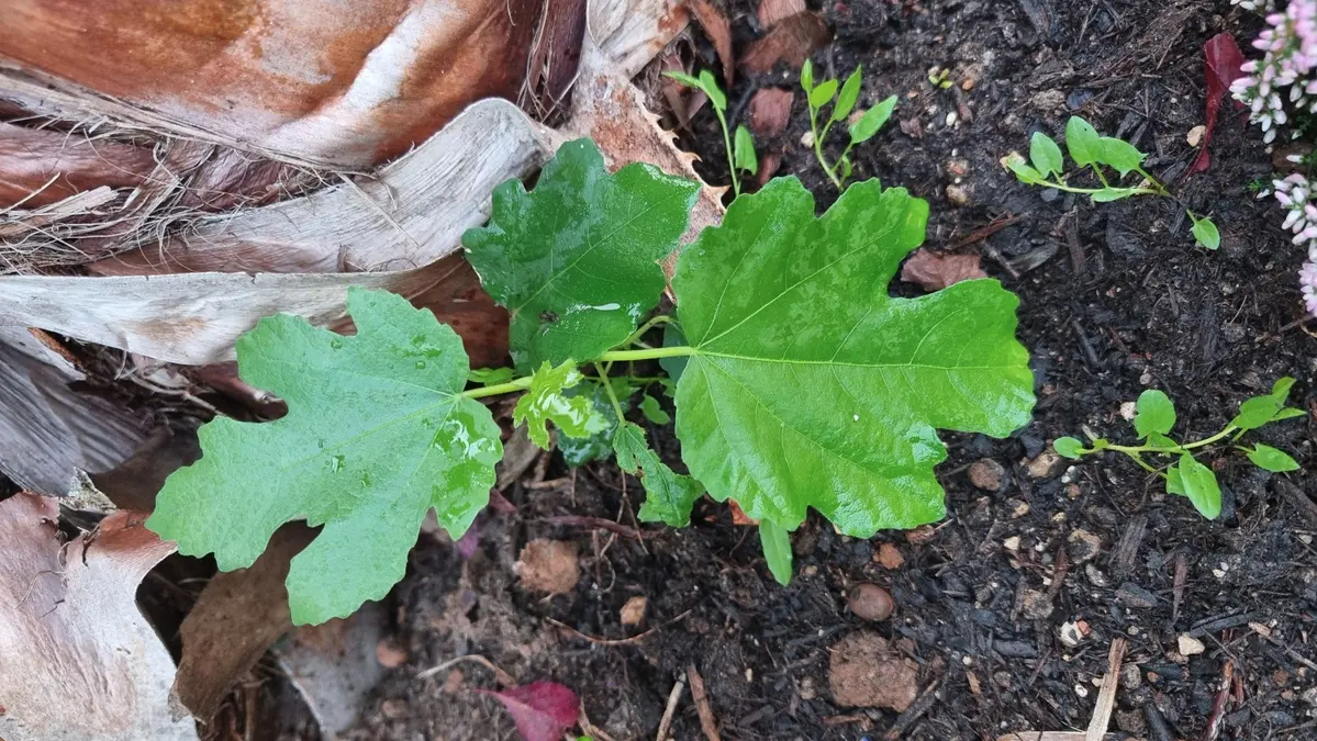pousse spontanée de figuier au jardin