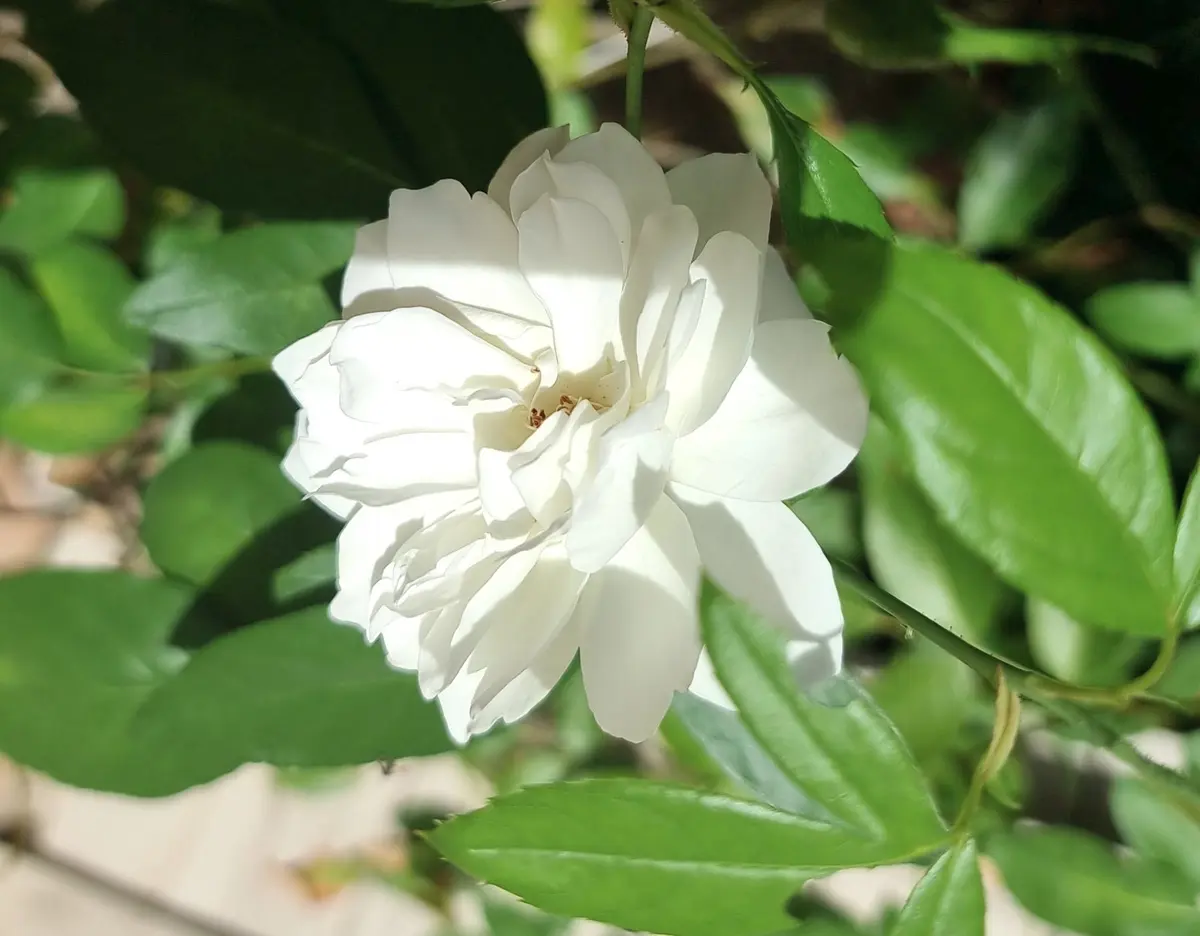 rose blanche fleurie au jardin en septembre 26