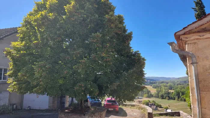 le tilleul sur la placette de Calvignac