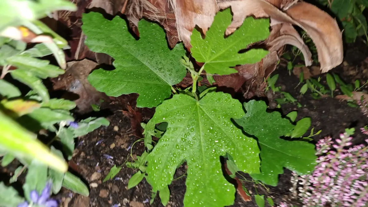 pousse d'un bébé figuier au jardin qui se développe en octobre 26