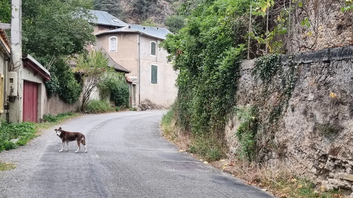 une chienne dans une rue perdue