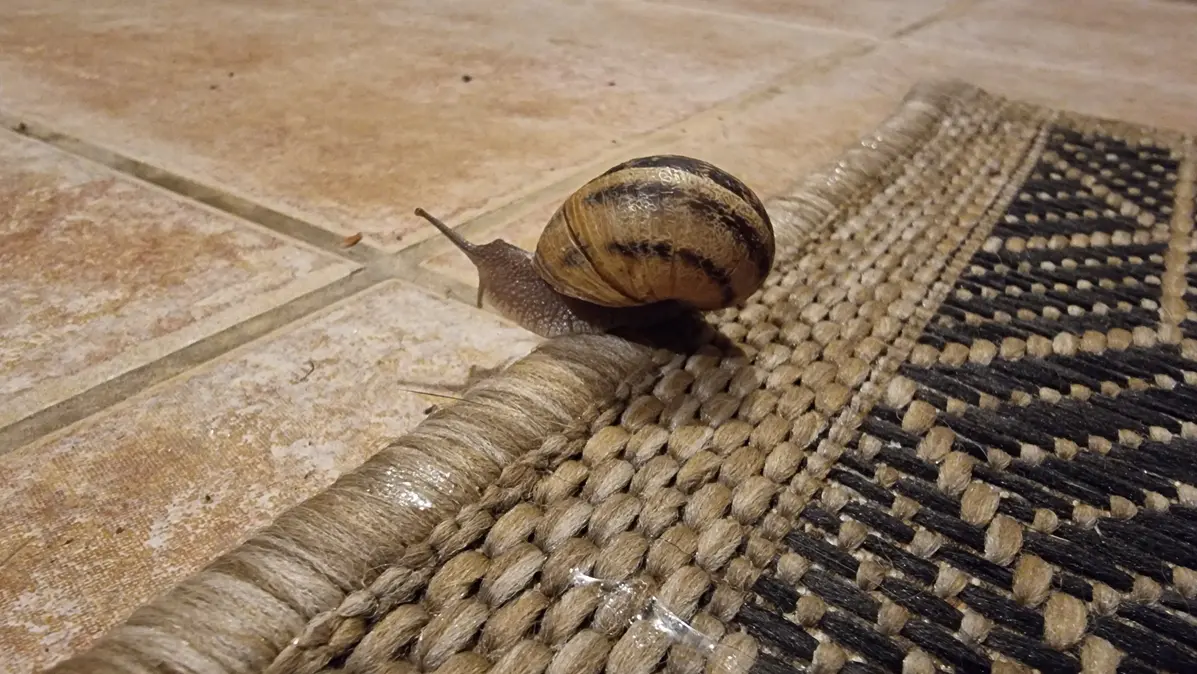 l'escargot Léo franchit le tapis de la maison après avoir descendu la façade