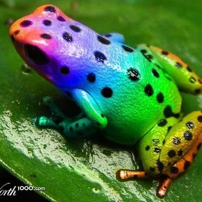 Avatar de RainbowFrog